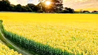 Beautiful Blissful Day to Behold