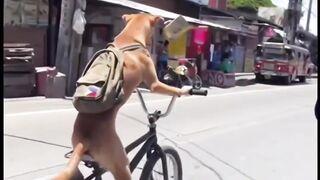 Dog Biking off to work