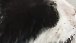 Chilli Pepper  finds water