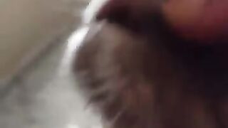 Grey Bear loves nose rubs