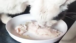 Rengo eats something at last.