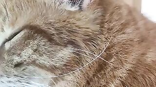 Grumpy Ginger Max