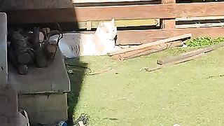 Stefan has hurt his paw