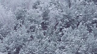 Winterhalter - winter forest | Trending HD Video