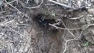 Looking for a fish or eel... Thanks for watching ..!!