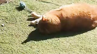 Old Rescue Cat Chico shows his moves