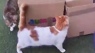 Packing with removals cats Tony Tiger