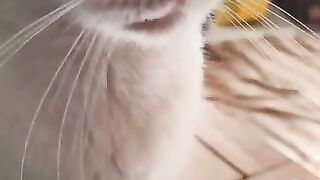 Tiger 21