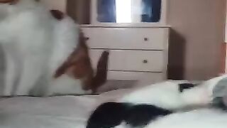 Brave Tiger
