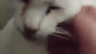 Tickly Rengo