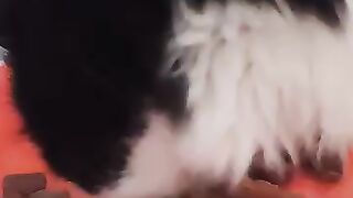 Minnie Mou enjoying her food