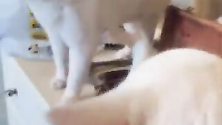George and Harrison. Deaf Cat Meow