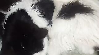 Minnie Mou and Felix. Two old, sick friends.