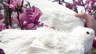 Pigeon 11