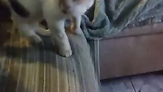 Chilli Pepper ????️ got lost. I found him. Thank the lord.