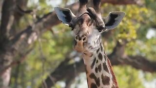 Africa 17