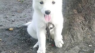 Dog video 13