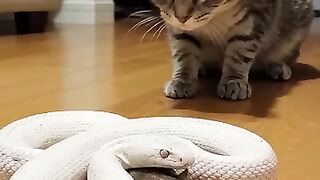 সাপের সাথে বিড়ালের ভালোবাসা