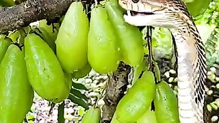 সাপের ভিডিও দেখুন ????