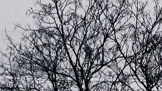 Winter solstice - snow falling on trees | Trending HD Video