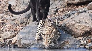 Animals 84