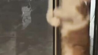 Funny cat 63