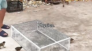 Professeur de physique Sigma, illusion de physique 292