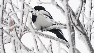 Winterhalter - little bird standing on snowy branches | Trending HD Video