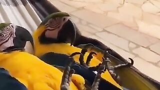 Beautifull parrot