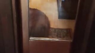 La la dog says: "Open this door!"????????