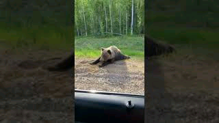 Подсзал миша