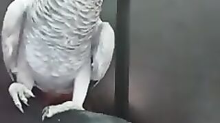 Parrots ????????