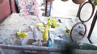 Budges birds ka khane ka Time 3_30pm(240P).