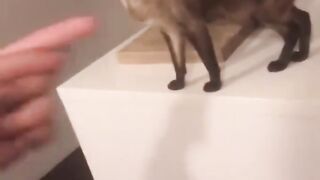 Fluffy conspired