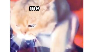 Fanny cat