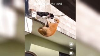 The funniest animals