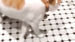 Cutest Cats and Dogs Part 4