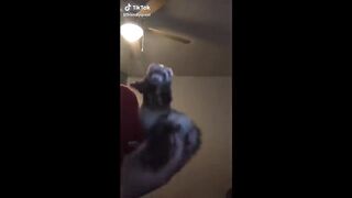The cutest pets compilation