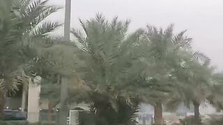 date tree