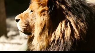 Lions Power