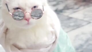 Beautiful Cats Cute Cats
