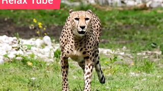 Animal