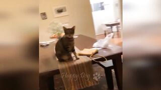The funniest animals