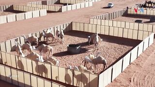 Camel