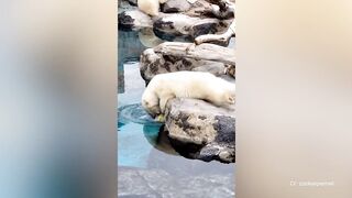 The funniest animals
