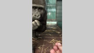 Gorilla Tiktok