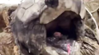 3 Most Deadliest And Dangerous Animals. #shorts #animals 0:57