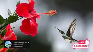 Surah Rahman ki Tilawat Urdu Translation Full _ Episode 005 _ Qari Al Sheikh Abdul Basit Abdul Samad (480p)