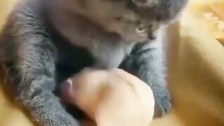 Cute cat and cute rat