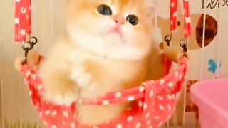 Wonder full baby cat